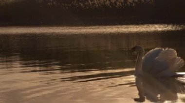 Beyaz kuğu gün batımında altın gölde