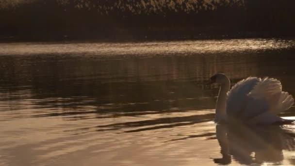 夕阳西下金色湖上的白天鹅 — 图库视频影像