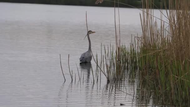 Grey Heron fågel står i sjön nära vatten vass — Stockvideo