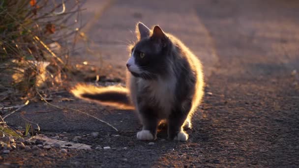 Egy kóbor macska az utcán észrevesz valamit. — Stock videók