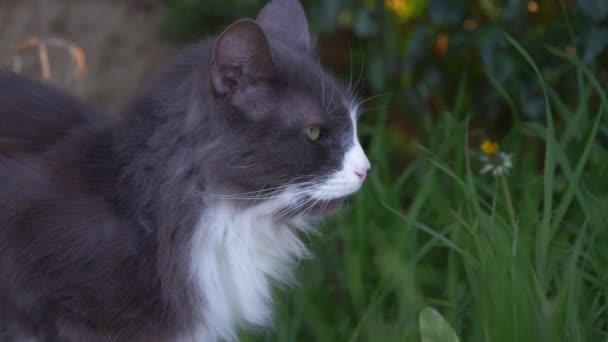 Gato cinza e branco desfrutando do jardim — Vídeo de Stock