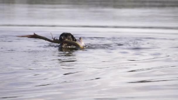 Μαύρο Λαμπραντόρ σκυλί με ραβδί στο νερό — Αρχείο Βίντεο