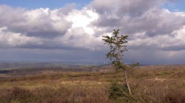 Yorkshire 'daki yalnız ağaç Tepe Bölgesindeki bozkırların manzarası
