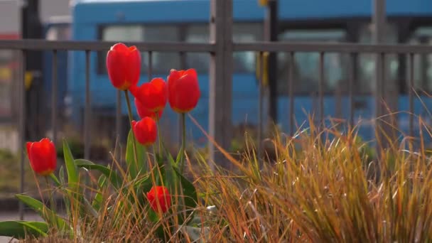 Tulipanes rojos creciendo en el centro urbano con tráfico — Vídeos de Stock