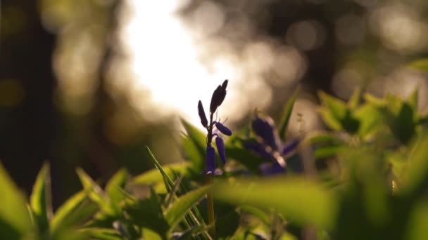 Bluebell wildflowers silhouette abstract — Stock Video