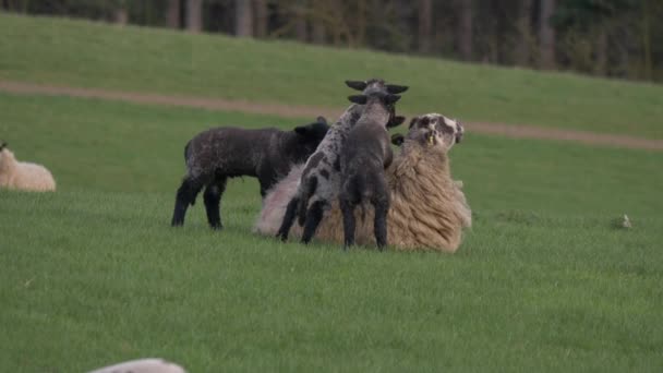 Lämmer mit Mutterschafen beim gemeinsamen Spielen auf dem Feld — Stockvideo