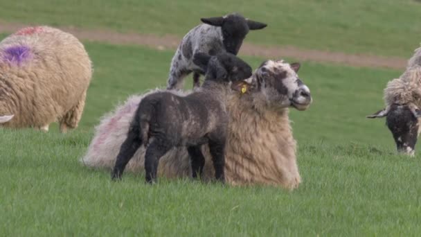 Bárányok játszanak és másznak anyára — Stock videók