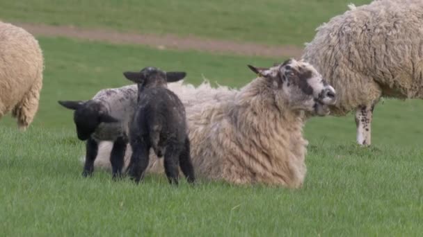 Lammeren die samen spelen in de wei — Stockvideo