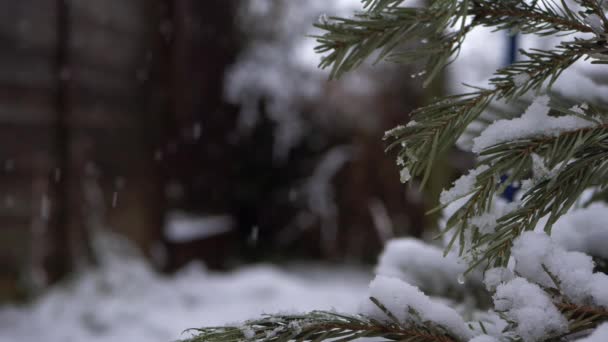 Branches de pin comme la neige tombe — Video