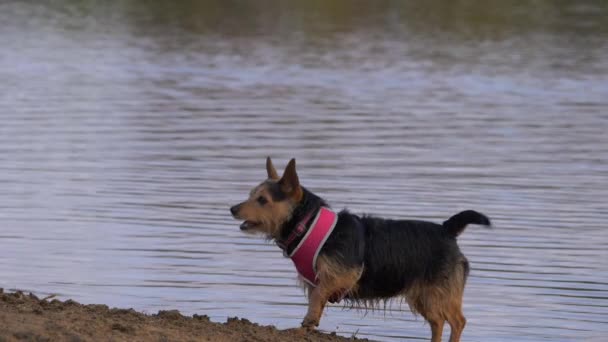 Netter Terrier-Hund bellt am Seeufer — Stockvideo