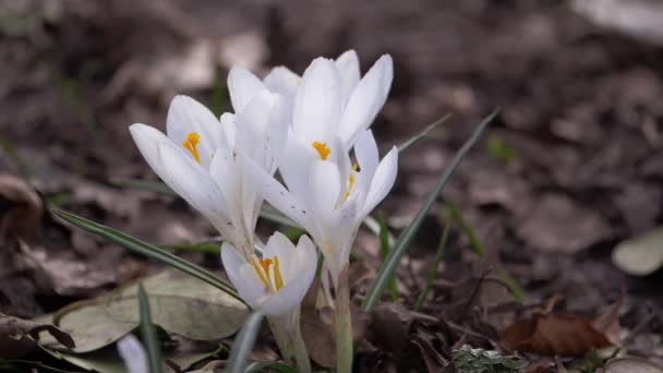 White crocus flowers growing wild in countryside — Stock Video