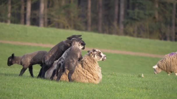 Jagnięta z owcami-matką bawiące się razem na roli — Wideo stockowe