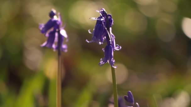 Bluebell Wildblumen wachsen in Waldlichtung — Stockvideo
