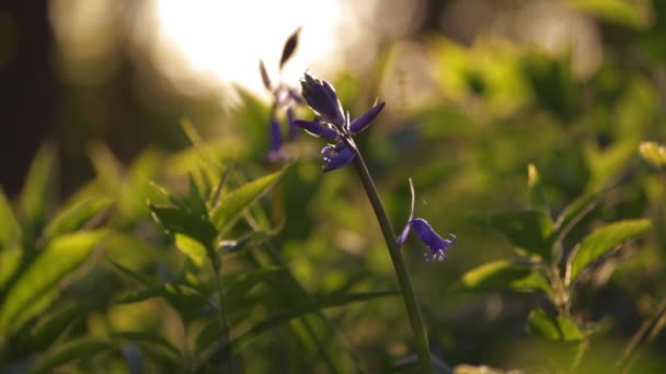 Bluebell wildflowers in gentle breeze — Stock Video