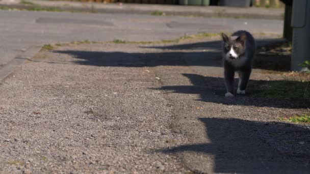 Grijze en witte kat wandelen in stedelijke straat — Stockvideo