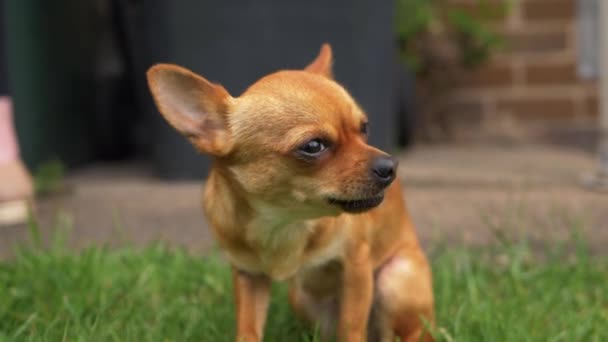 Funny little Chihuahua dog chewing on a snack — Stock Video