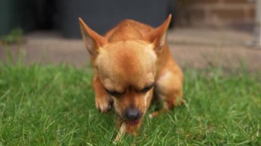 Çimlerin üzerinde tatlı bir Chihuahua köpeği atıştırmalık yiyor