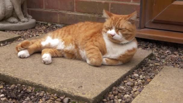Ginger grande gato relaxante no caminho do jardim — Vídeo de Stock