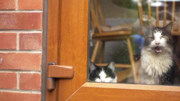 Två katter sitter i dörrfönstret och tittar ut — Stockvideo