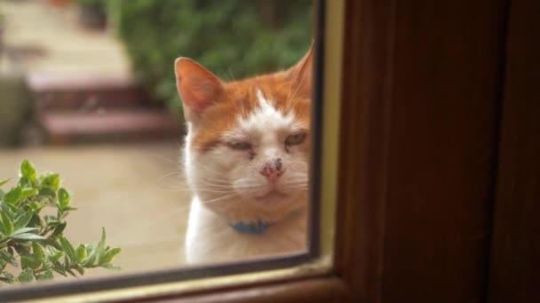 Lustiger Ingwer und weiße Katze will rein — Stockvideo