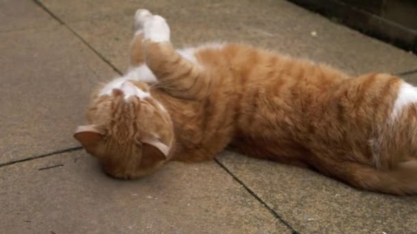 Funny ginger cat rolling about on garden path — Stock Video
