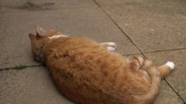 Забавный рыжий кот на тропе снова засыпает — стоковое видео