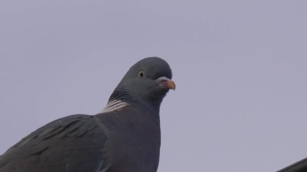 Taubenporträtaufnahme des Gesichts — Stockvideo