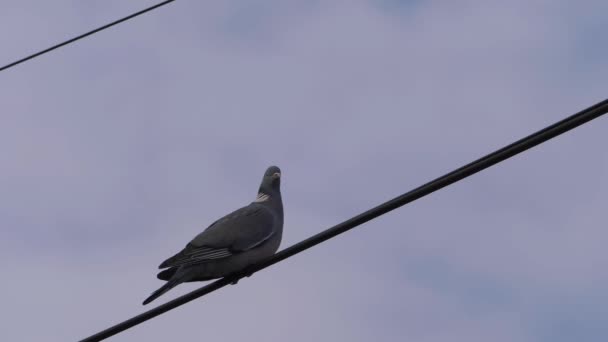 Telefon kablosunda güvercin tünemesi — Stok video