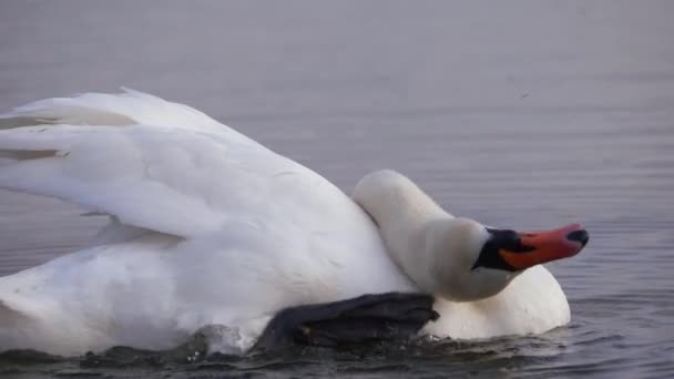 Cigno bianco che gratta la testa nel lago — Video Stock