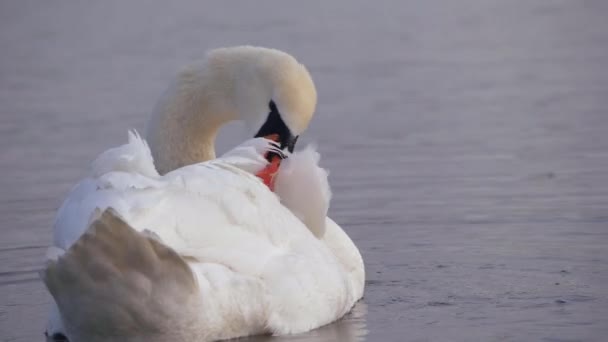 Cisne branco grooming na água do lago — Vídeo de Stock