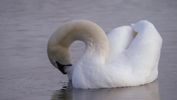 Cisne branco grooming na água do lago — Vídeo de Stock
