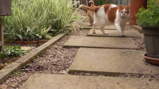 Twee gember en witte katten in de tuin — Stockvideo