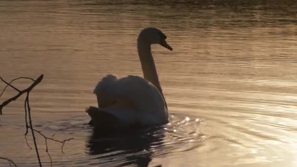 Cisne branco flutua na água do lago ao pôr do sol — Vídeo de Stock