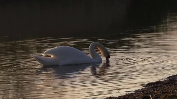 Cisne branco alimentando-se em um lago ao pôr do sol dourado — Vídeo de Stock