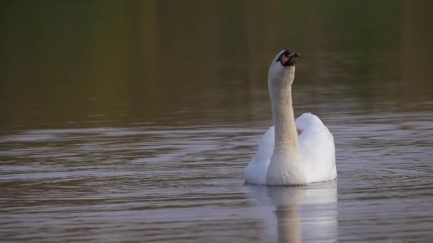 Изящный лебедь на озере, зовущий спариваться — стоковое видео