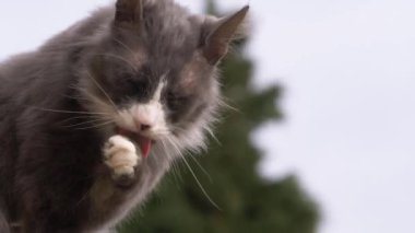 Gri ve beyaz kedi tımar ediyor ve yıkıyor
