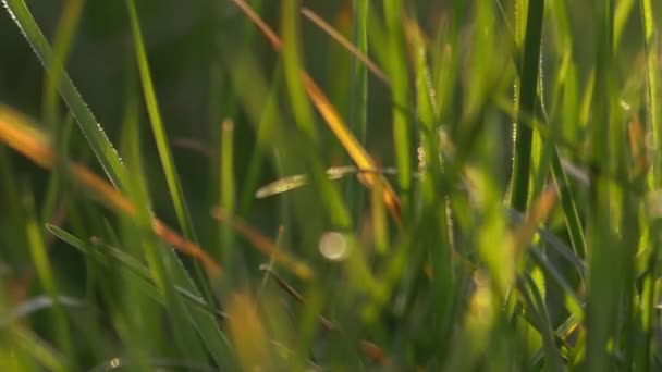 Lush green grass blows in strong breeze — Stock Video