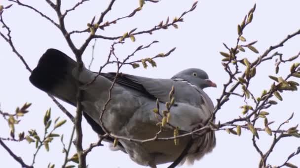 Tahta güvercin yüksek ağaç dallarıyla beslenir. — Stok video