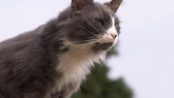 Gato cinza e branco gosta do ar livre — Vídeo de Stock