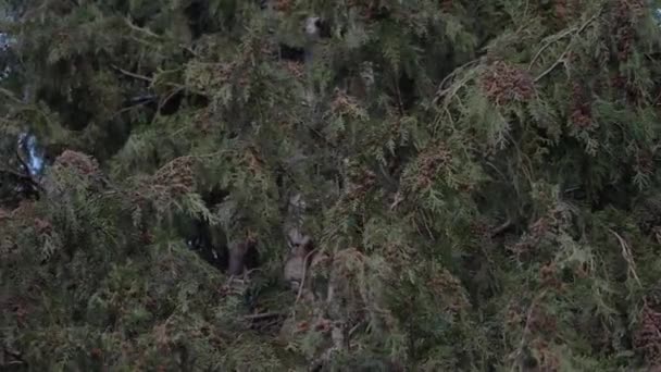 Evergreen dennenboom in harde wind — Stockvideo