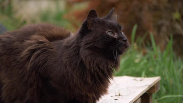 Dulce negro gato disfruta el afecto de propietario — Vídeo de stock