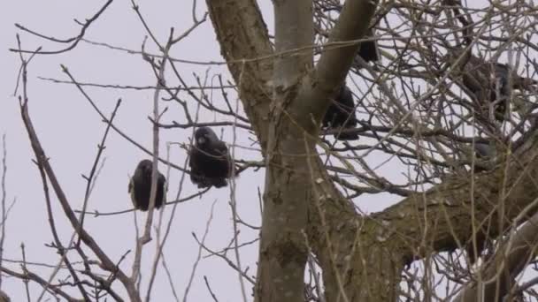 Manada de aves de Jackdaw en ramas de árboles — Vídeo de stock