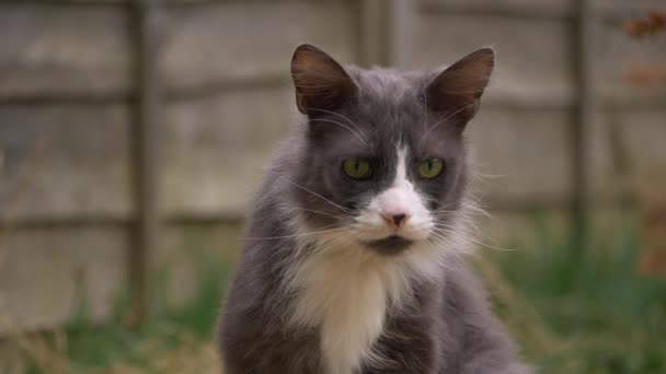 Gato gris y blanco disfruta del jardín — Vídeo de stock