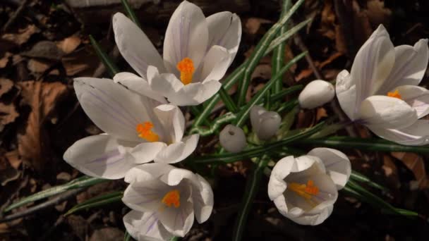 Λευκά λουλούδια κρόκου που φυτρώνουν άγρια στην ύπαιθρο — Αρχείο Βίντεο