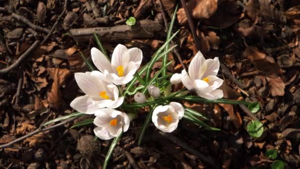 White crocus flowers growing wild in countryside — Stock Video