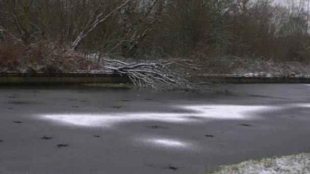 Gevallen boom op ijs bedekt kanaal in de winter na sneeuwval — Stockvideo
