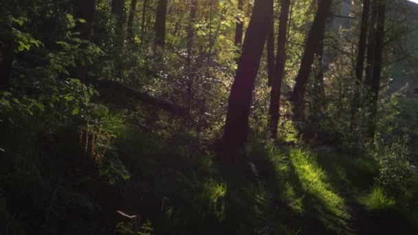 Floresta verde exuberante retroiluminada com chamas de sol — Vídeo de Stock