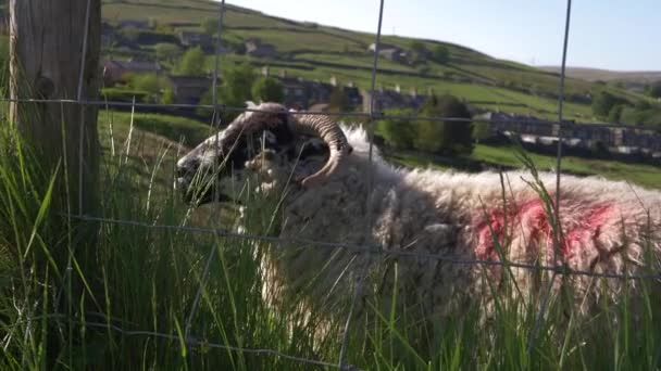 Lamm weidet in der Landschaft von Yorkshire — Stockvideo