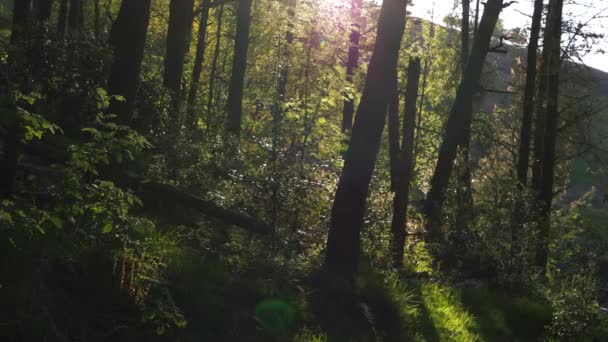 Floresta verde exuberante retroiluminada com chamas de sol — Vídeo de Stock