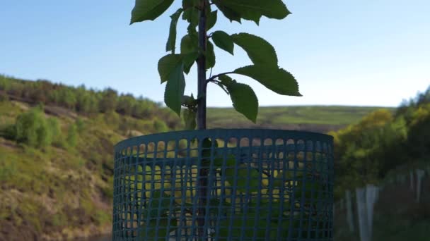 Nieuwe boom geplant op het platteland achtergrond — Stockvideo